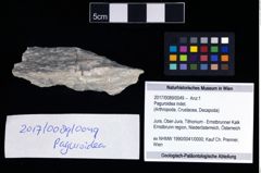 Foto (Objekt + Etikett) von Paguroidea indet.  (NHMW-GEO-2017-0089-0049)